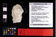 NHMW-GEO-2007z0149-0363_Ol_01.tifCracensigillatus prolatus (Robins, Feldmann & Schweitzer, 2013)  (NHMW-GEO-2007z0149-0363)